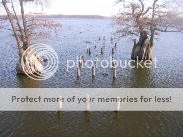  Reelfoot Lake Pictures