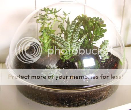 http://i245.photobucket.com/albums/gg63/milavs/atla103107_terrarium1.jpg