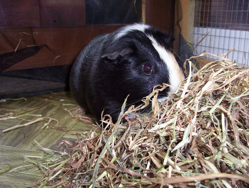 guineapigs2001.jpg