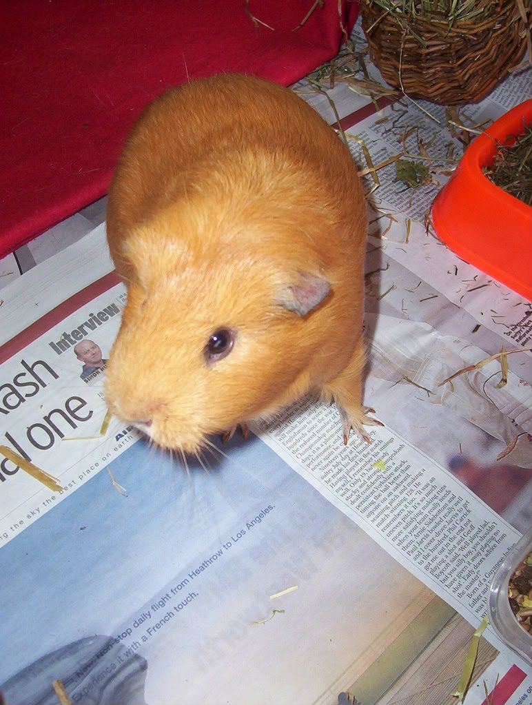guineapigs2007.jpg