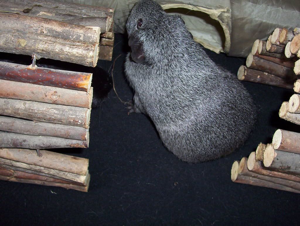 guineapigs2020.jpg